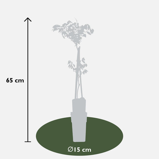 Drago Nero Glicine - Set Da 2 - ↨65Cm - Ø15 - Pianta Rampicante Fiorita