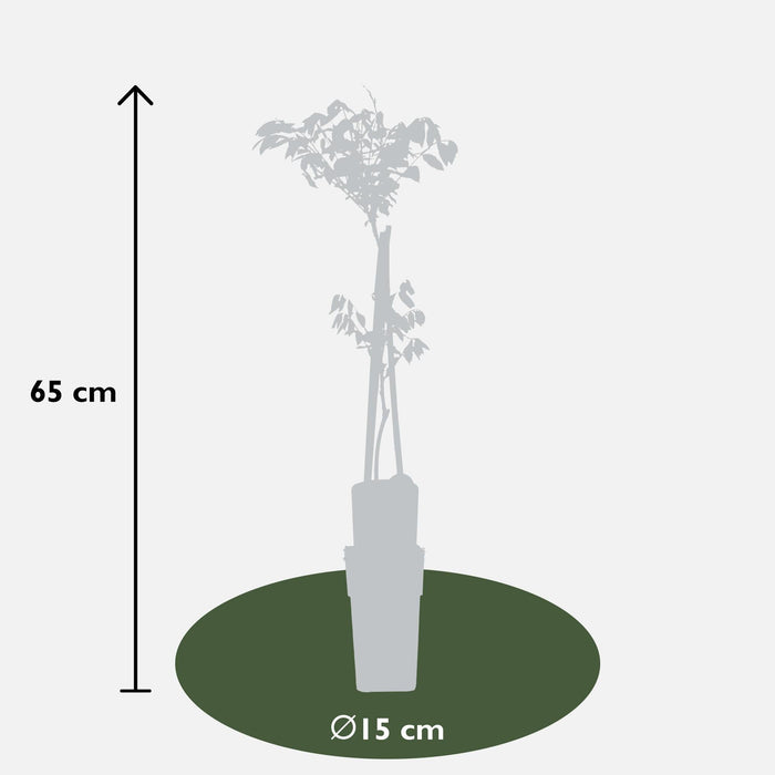 Drago Nero Glicine - Set Da 2 - ↨65Cm - Ø15 - Pianta Rampicante Fiorita