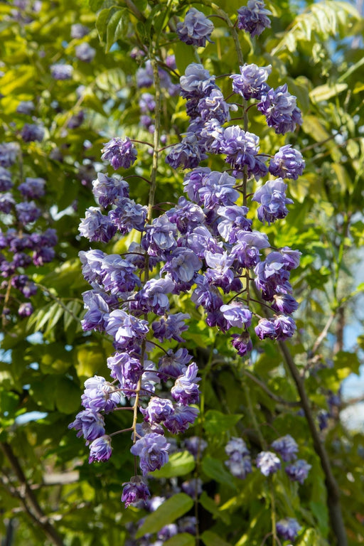 Drago Nero Glicine - Set Da 2 - ↨65Cm - Ø15 - Pianta Rampicante Fiorita