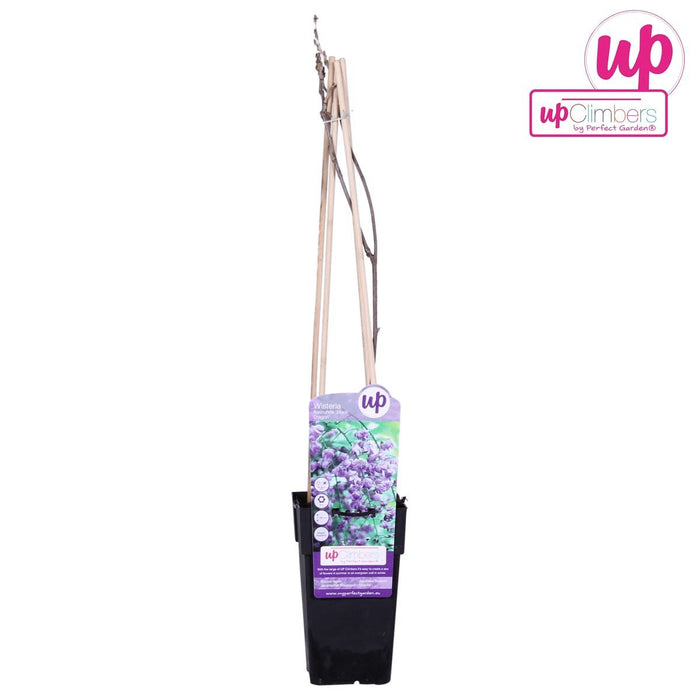 Glicine Cinese 'Prolifico'