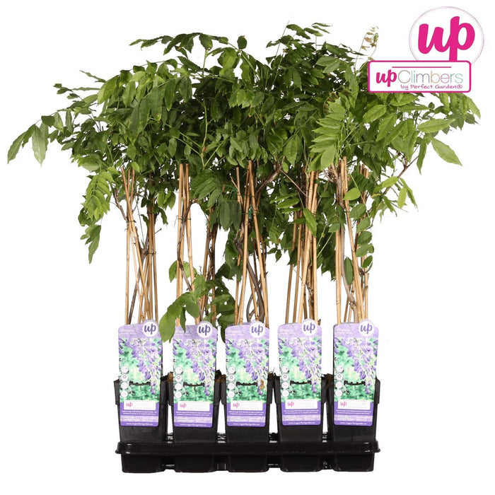 Glicine Cinese 'Prolifico'