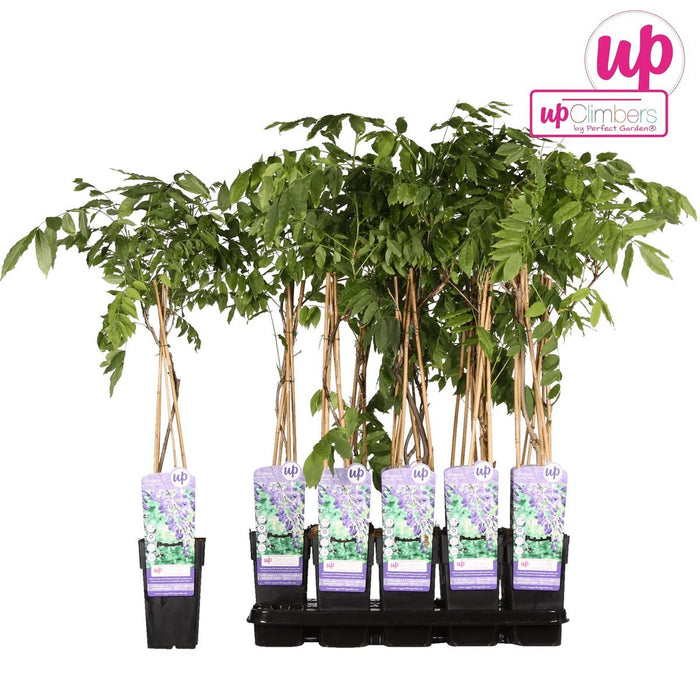 Glicine Cinese 'Prolifico'