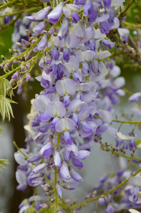 Wisteria Wisteria Sinensis 'Caroline' Set Da 2