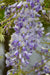 Wisteria Wisteria Sinensis 'Caroline' Set Da 2