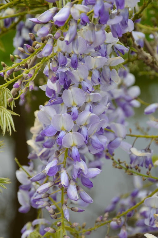 Wisteria Wisteria Sinensis 'Caroline' Set Da 2