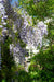 Wisteria Wisteria Sinensis 'Caroline' Set Da 2
