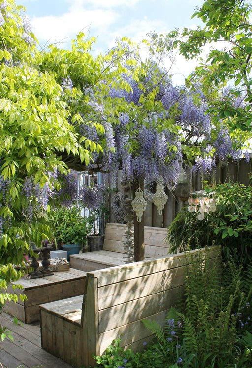Wisteria Wisteria Sinensis 'Caroline' Set Da 2