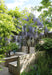 Wisteria Wisteria Sinensis 'Caroline' Set Da 2