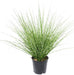 Erba Artificiale Miscanthus Zebrinus 45Cm Verde Giallo