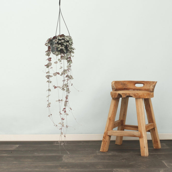 Grande Ceropegia Woodii - Filo Di Cuori