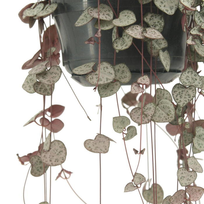 Grande Ceropegia Woodii - Filo Di Cuori