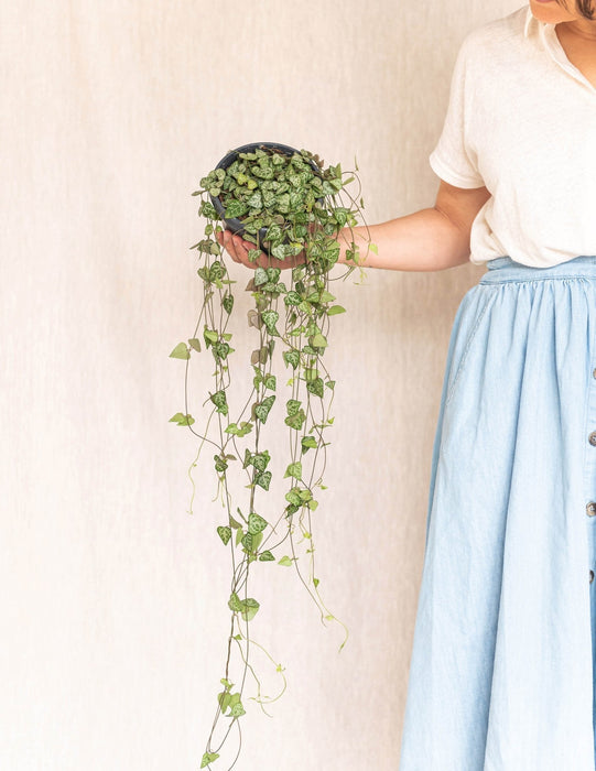 Grande Ceropegia Woodii - Filo Di Cuori