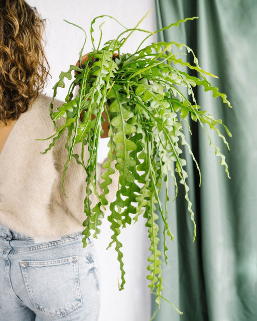 Grande Epiphyllum Anguliger
