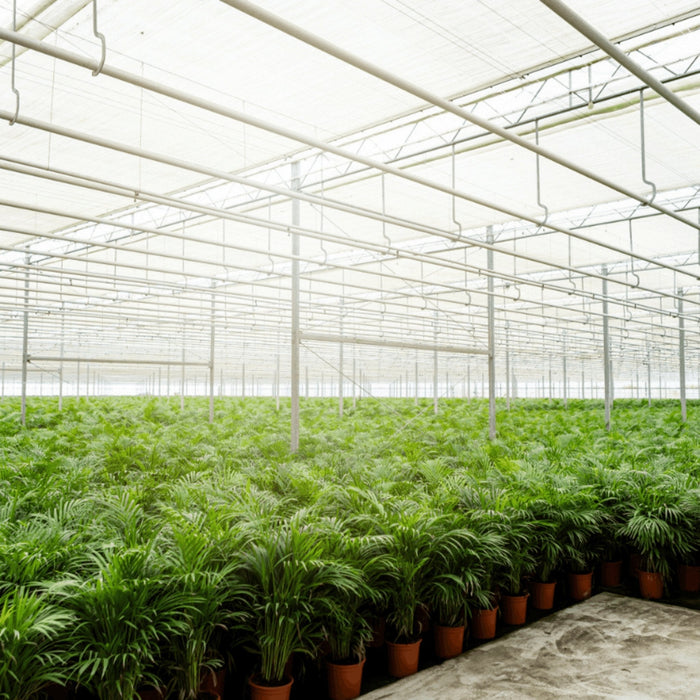 Palma Areca Grande - Diverse Dimensioni E Vasi