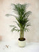 Palma Areca Grande - Diverse Dimensioni E Vasi