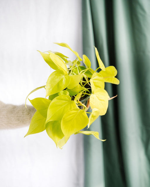 Grande Filodendro Di Lime