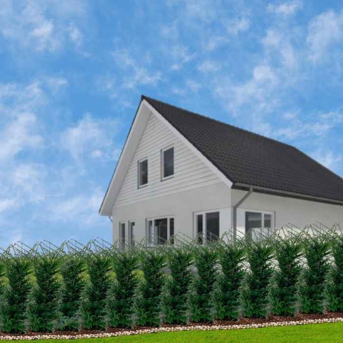 Tassi Grandi H125Cm Per 10 Metri Lineari Di Siepe 20X12L