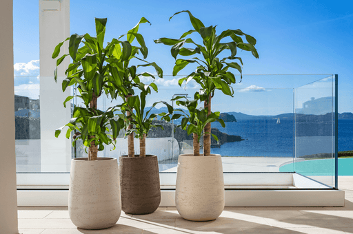 Grande Vaso In Terracotta Panarea