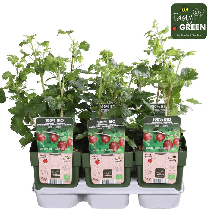 Ribes Rosso - Arbusto Di Frutta