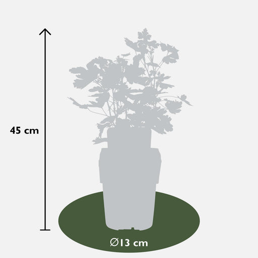 Uva Spina - Arbusto Da Frutto