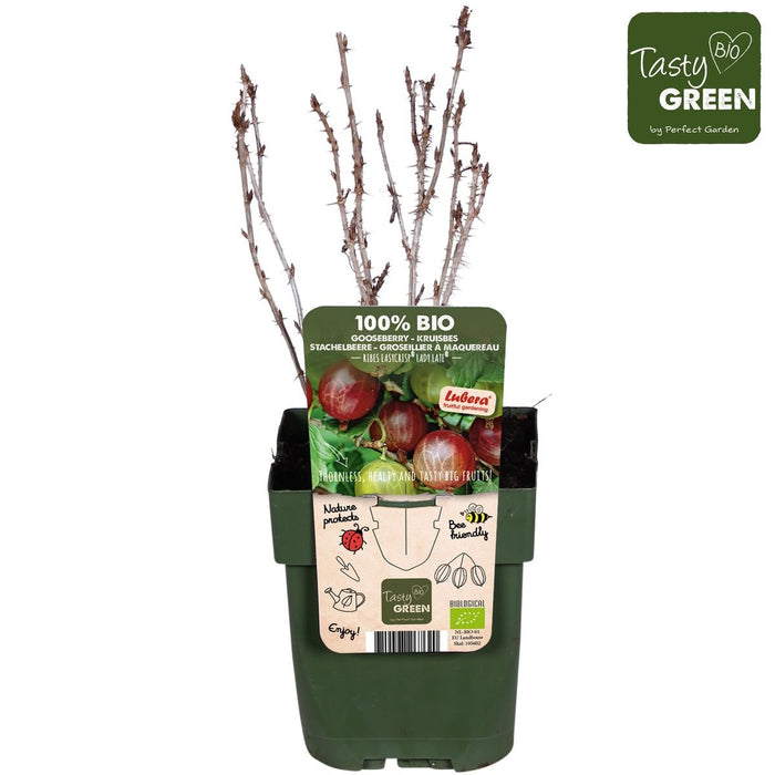 Uva Spina - Arbusto Da Frutto