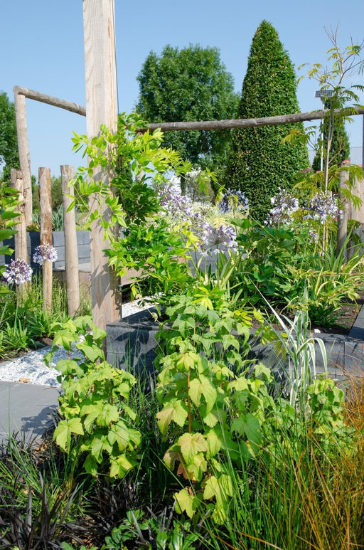 Ribes Nero - Arbusto Di Frutta