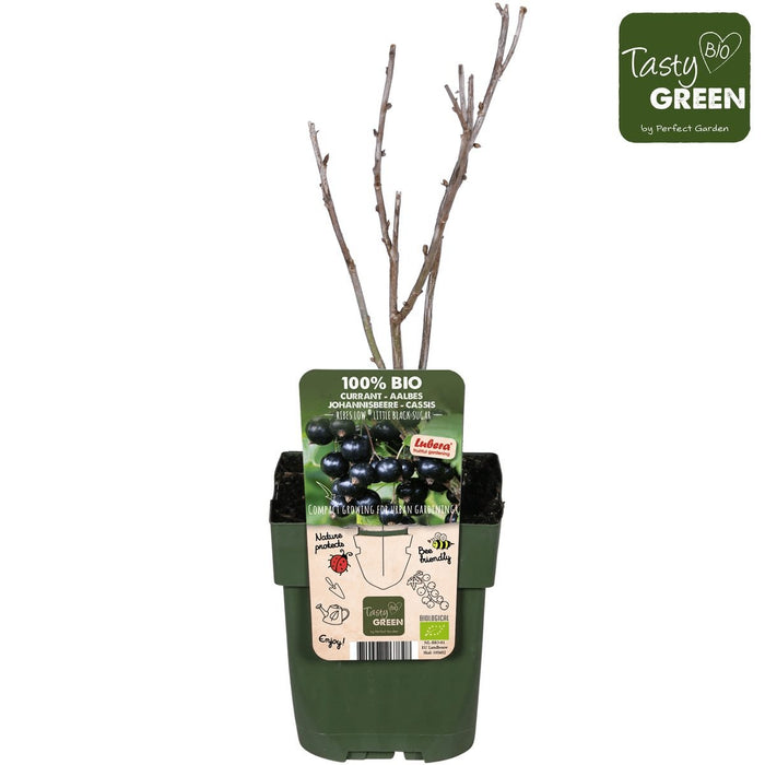 Ribes Nero - Arbusto Di Frutta