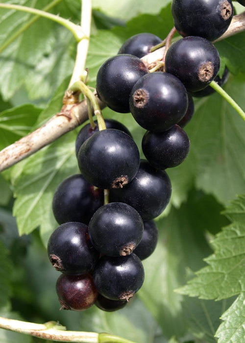 Ribes Nero - Arbusto Di Frutta