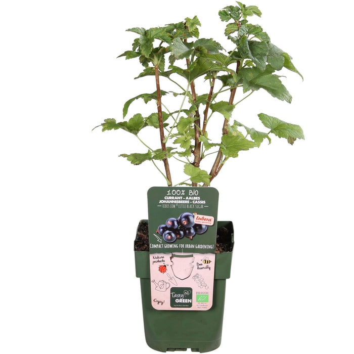 Ribes Nero - Arbusto Di Frutta