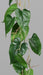Ghirlanda Di Anthurium Artificiale Pianta Verde 115Cm