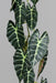 Ghirlanda Artificiale Alocasia 120 Cm Verde
