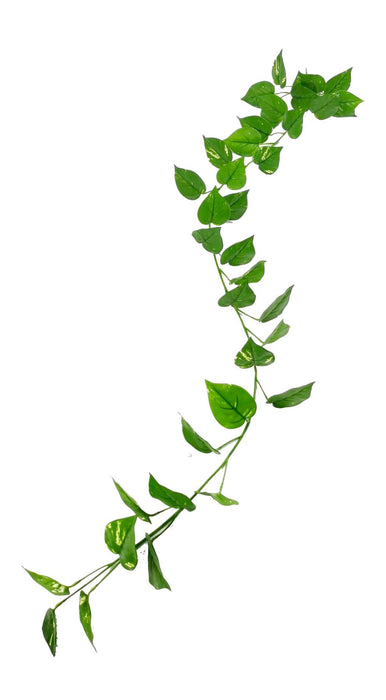 Ghirlanda Di Pothos Artificiale Resistente Ai Raggi UV 190 Cm