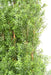 Siepe Di Eucalipto Artificiale Da Esterno H180Cm