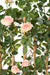 Siepe In Legno Artificiale Di Rose Reali 160 Cm