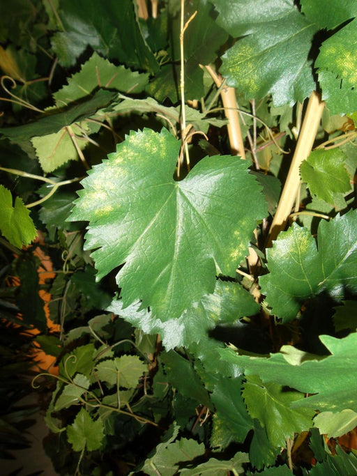 Siepe Di Vite In Bambù Artificiale 180 Cm