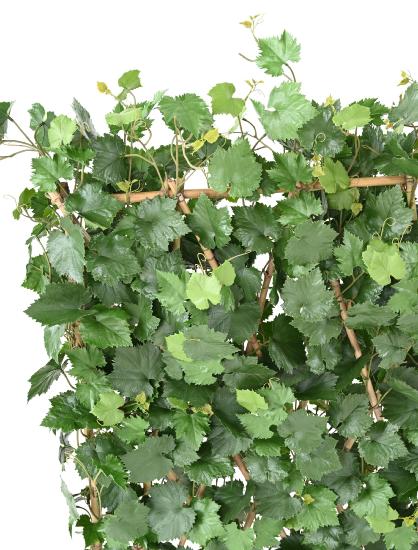 Siepe Artificiale Per Vite Realizzata In Plastica Resistente Ai Raggi UV