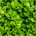 Siepe Buxus Sempervirens X6