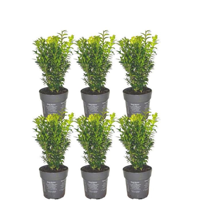 Siepe Buxus Sempervirens X6