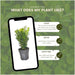 Siepe Buxus Sempervirens X6