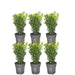 Siepe Buxus Sempervirens X6