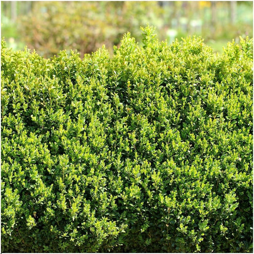 Siepe Buxus Sempervirens X6