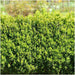 Siepe Buxus Sempervirens X6
