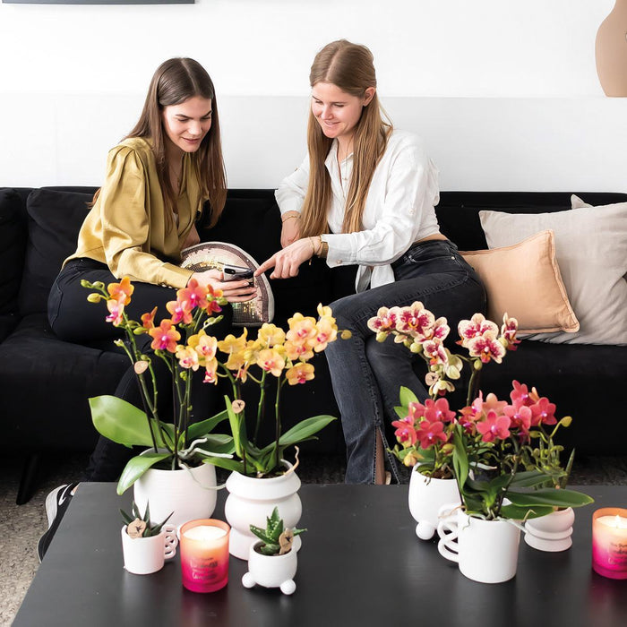 Tazza Happy - Fioriera In Ceramica Bianca