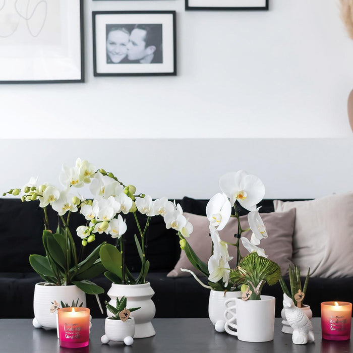 Tazza Happy - Fioriera In Ceramica Bianca