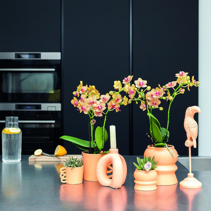 Tazza Happy - Fioriera In Ceramica Color Pesca