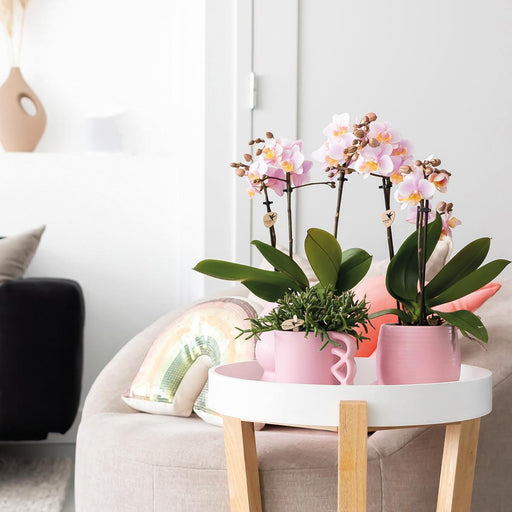 Tazza Happy - Vaso Da Fiori In Ceramica Rosa