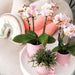Tazza Happy Pink - Vaso Da Fiori In Ceramica