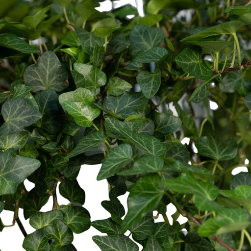 Hedera Lierra Cadente H70Cm