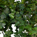 Hedera Lierra Cadente H70Cm