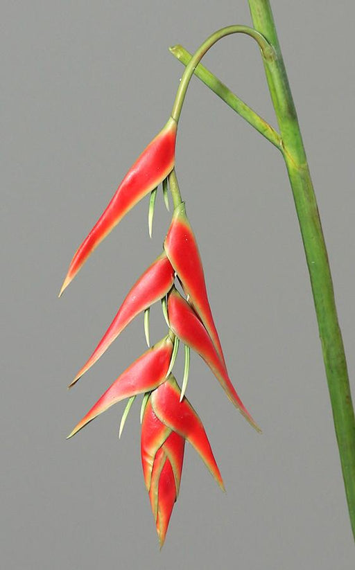 Heliconia Pendula Artificiale Rossa 116Cm
